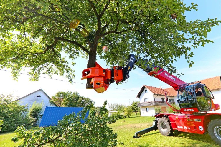 Emergency Tree Removal: How to Handle Fallen Trees After a Storm